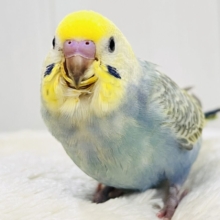 画像更新☆奥深き。。魅力を詰め込んだセキセイインコ（レインボー）