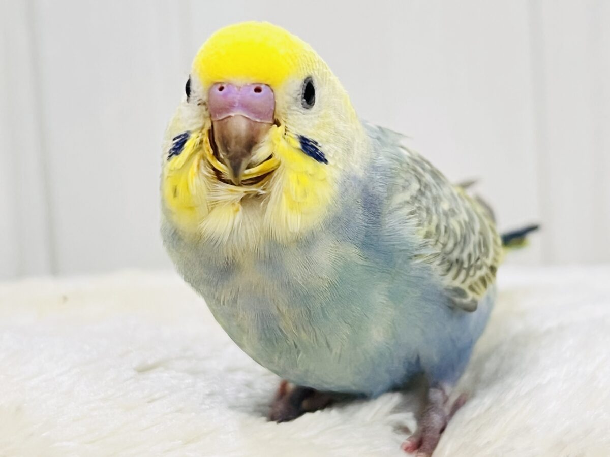 画像更新☆奥深き。。魅力を詰め込んだセキセイインコ(レインボー) 画像更新☆奥深き。。魅力を詰め込んだセキセイインコ(レインボー)
