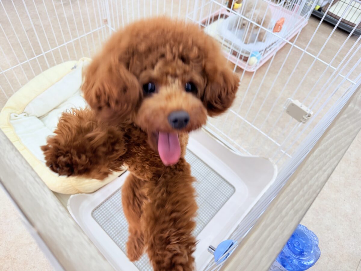 トイプードル