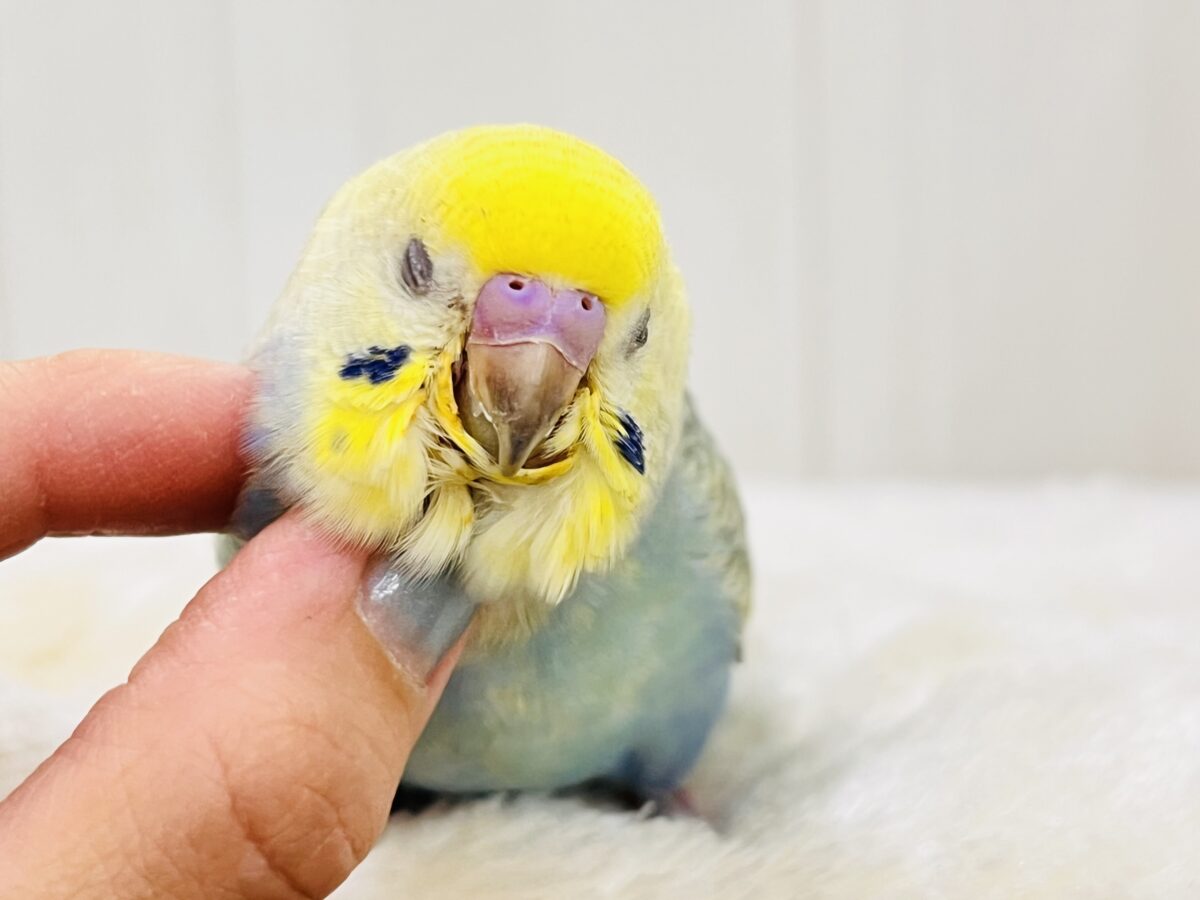 画像更新☆奥深き。。魅力を詰め込んだセキセイインコ(レインボー) セキセイインコ