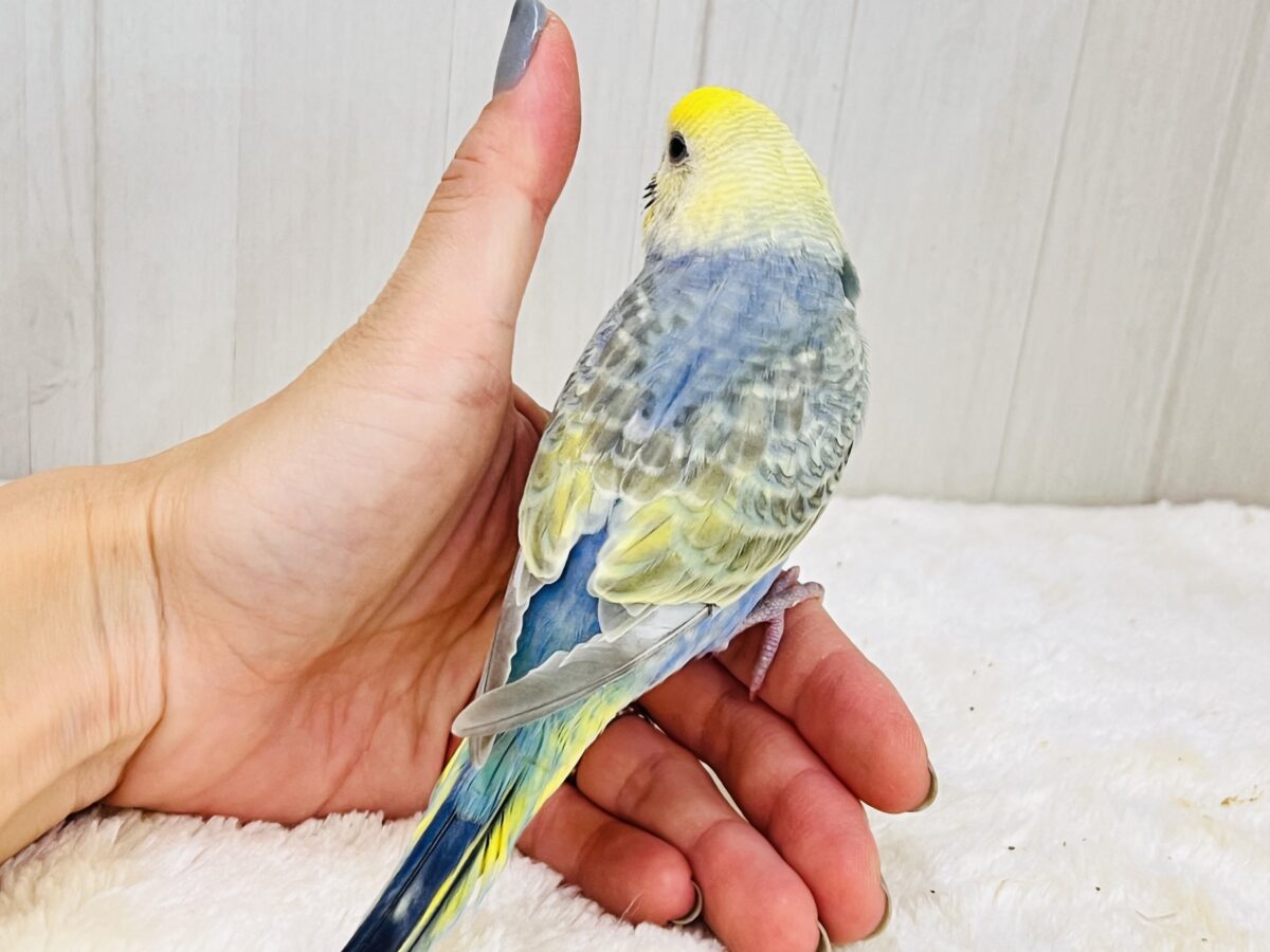 画像更新☆奥深き。。魅力を詰め込んだセキセイインコ(レインボー) セキセイインコ