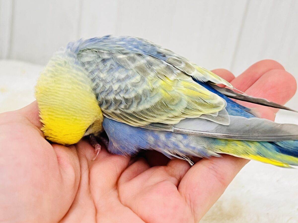 画像更新☆奥深き。。魅力を詰め込んだセキセイインコ(レインボー) セキセイインコ