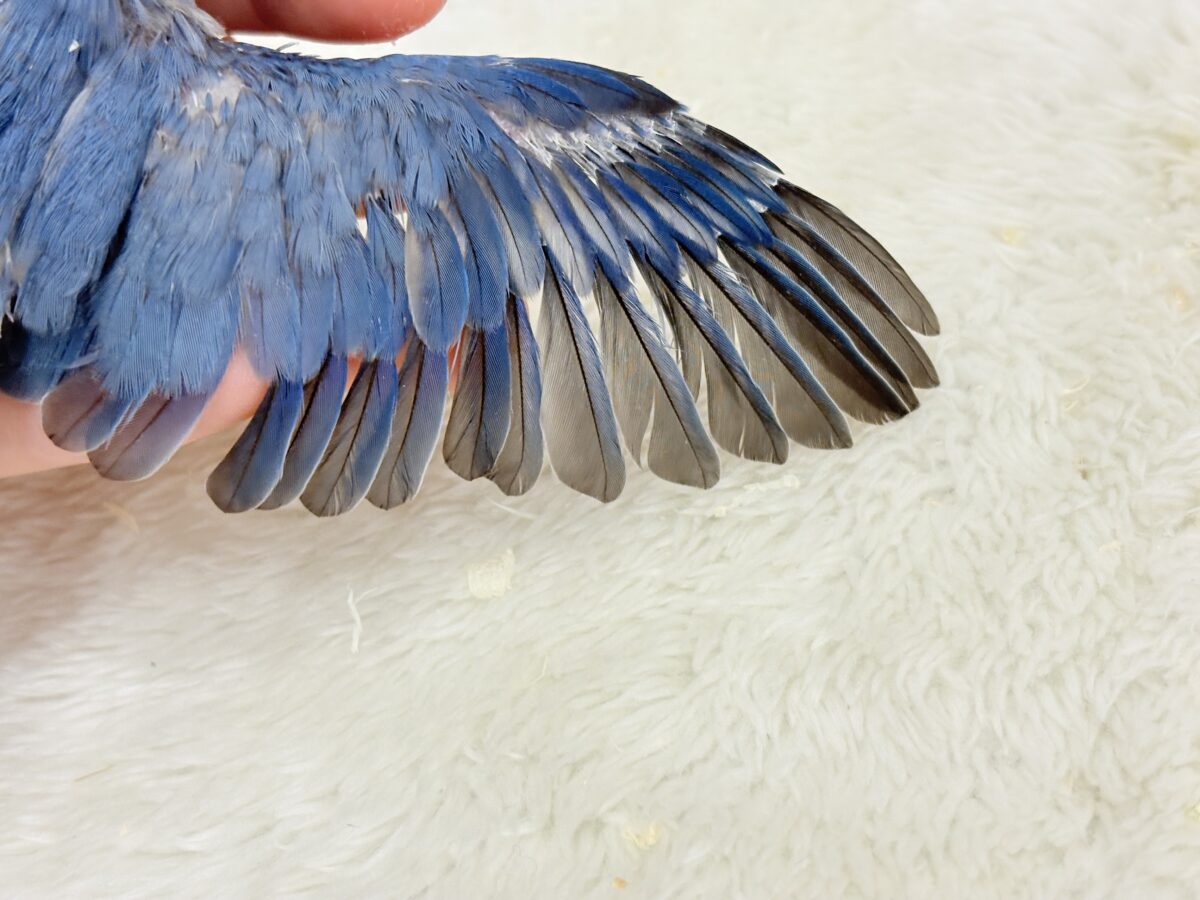 マメルリハ