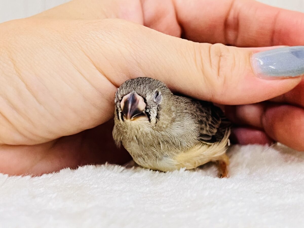 錦花鳥（キンカチョウ）