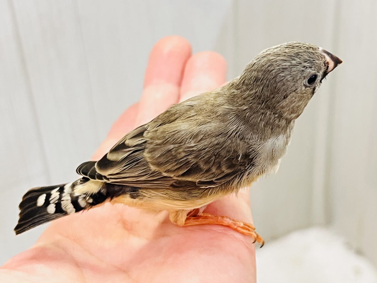 画像更新☆世界は広いよ🌏🎶元気いっぱいキンカチョウ🌟 錦花鳥(キンカチョウ)