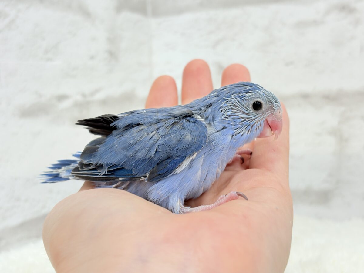 マメルリハ