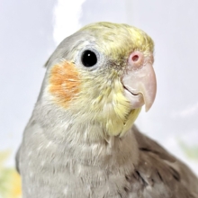 オカメインコ ノーマル  🩶🌼✨