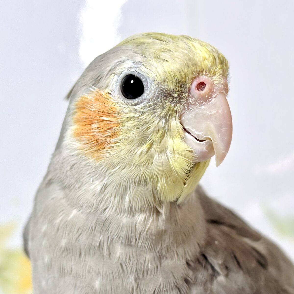 オカメインコ ノーマル 🩶🌼✨