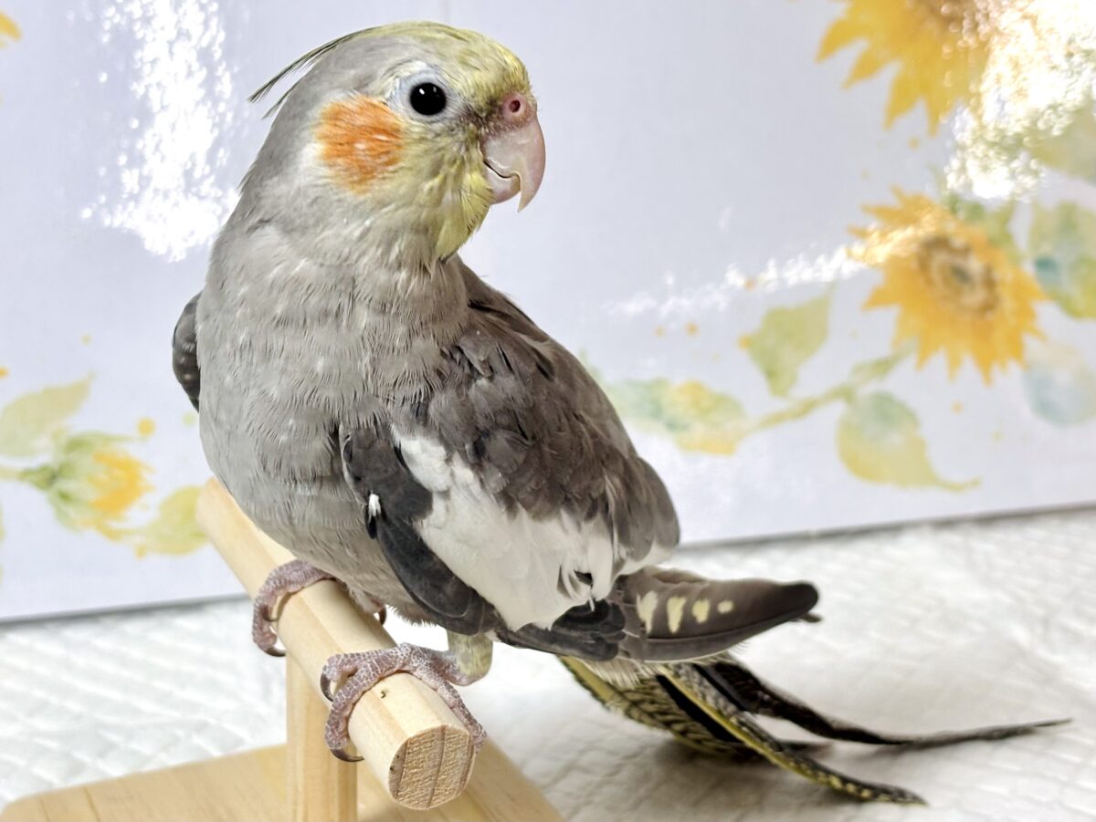 オカメインコ