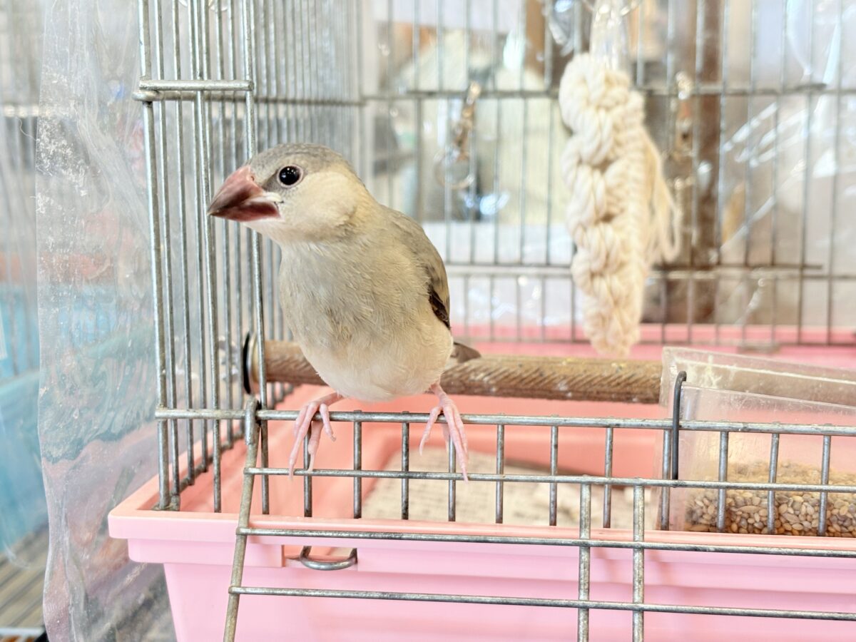 桜文鳥