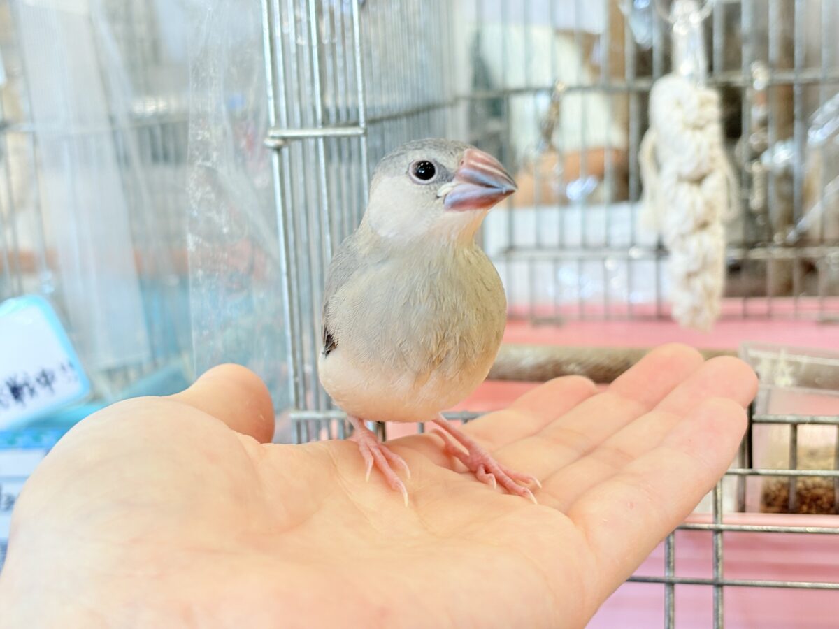 桜文鳥