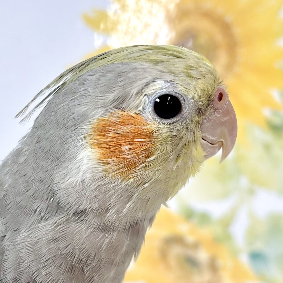 オカメインコ