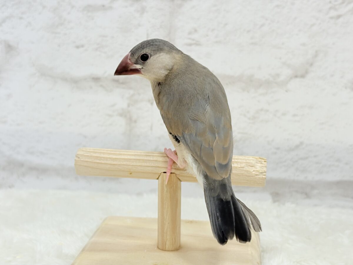 桜文鳥