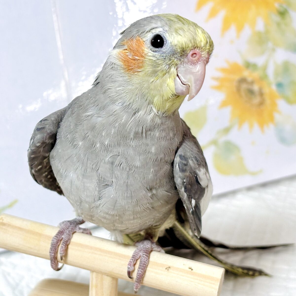 オカメインコ