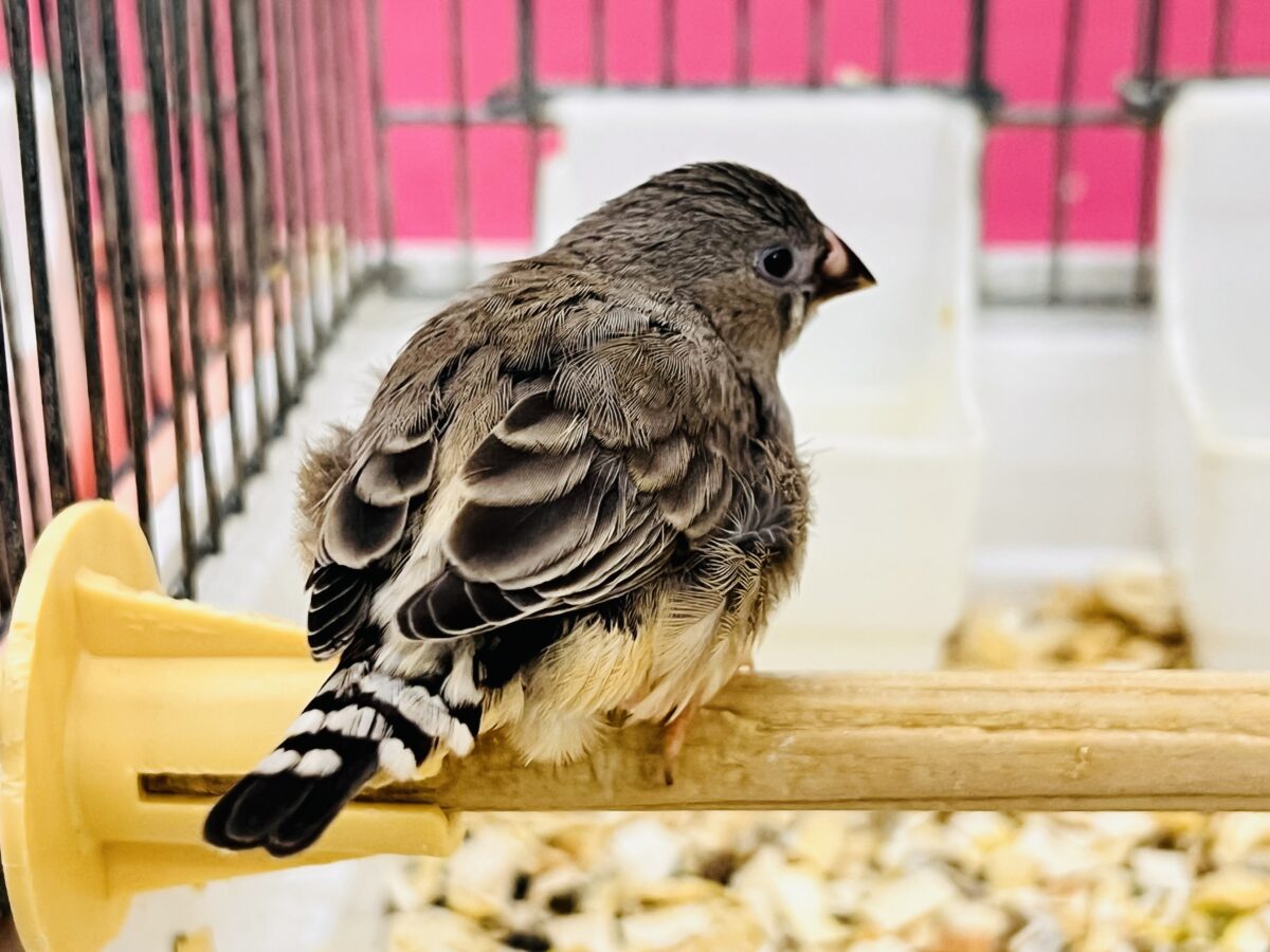 画像更新☆世界は広いよ🌏🎶元気いっぱいキンカチョウ🌟 錦花鳥(キンカチョウ)