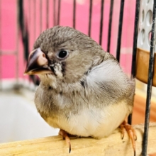 画像更新☆世界は広いよ🌏🎶元気いっぱいキンカチョウ🌟