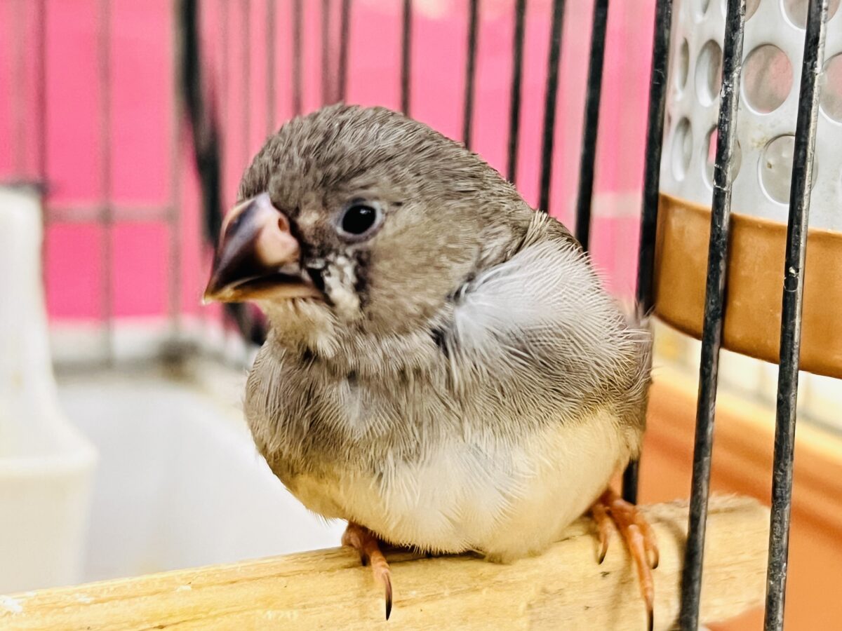 錦花鳥（キンカチョウ） の販売一覧| 千葉県・栃木県・神奈川県・埼玉