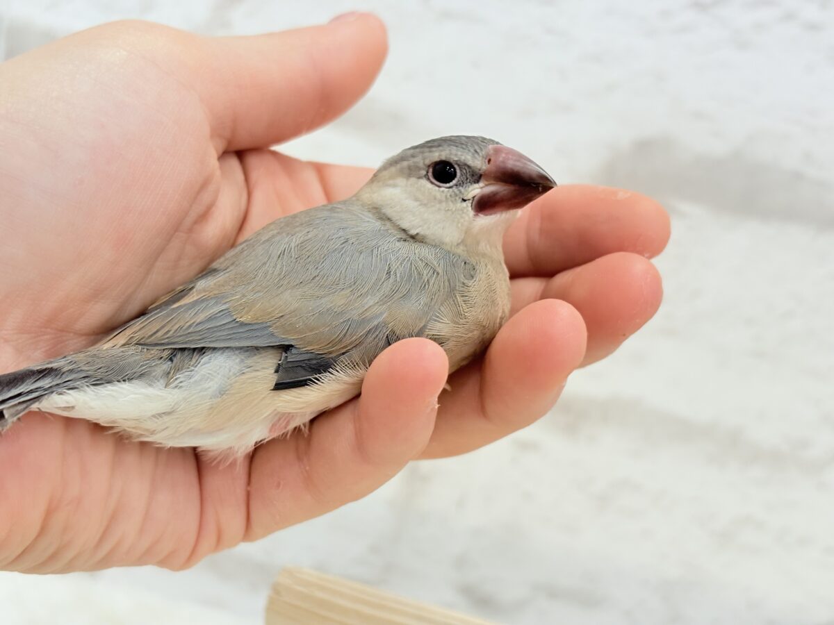 桜文鳥