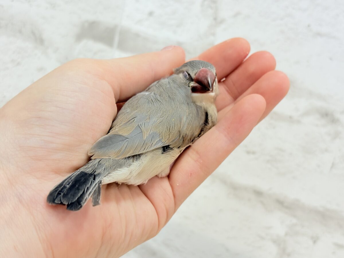 桜文鳥