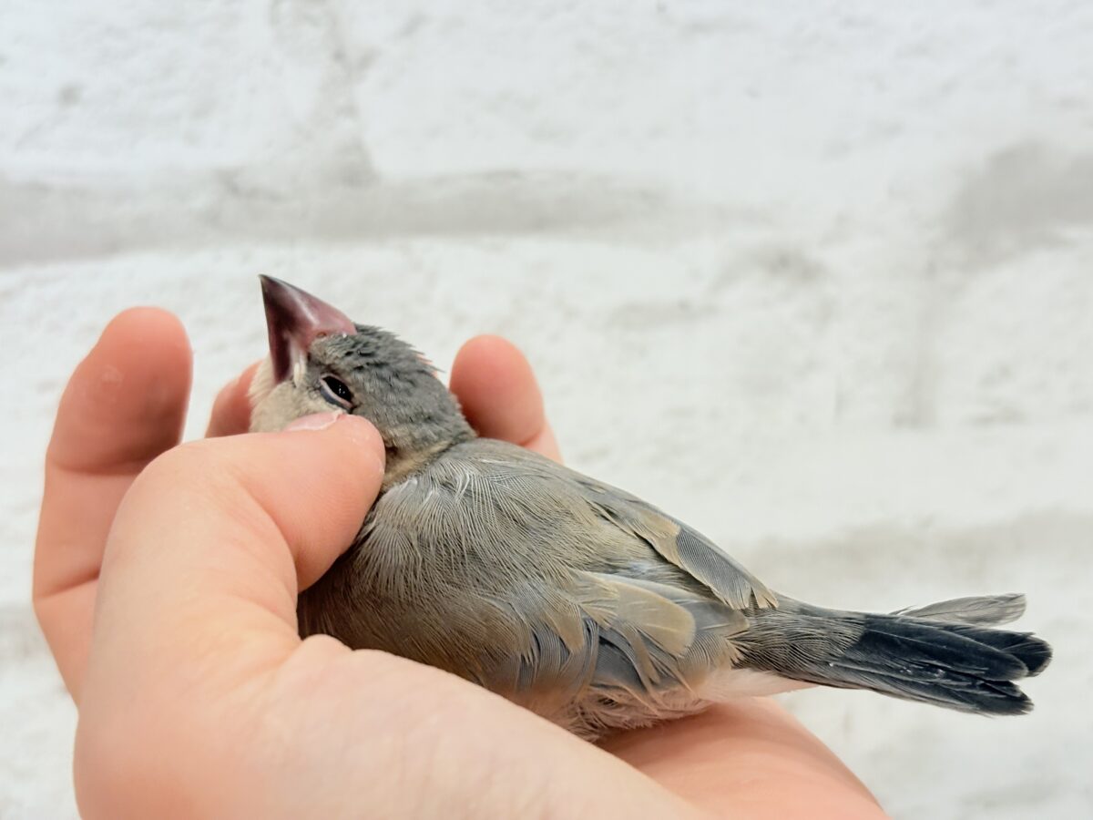 桜文鳥