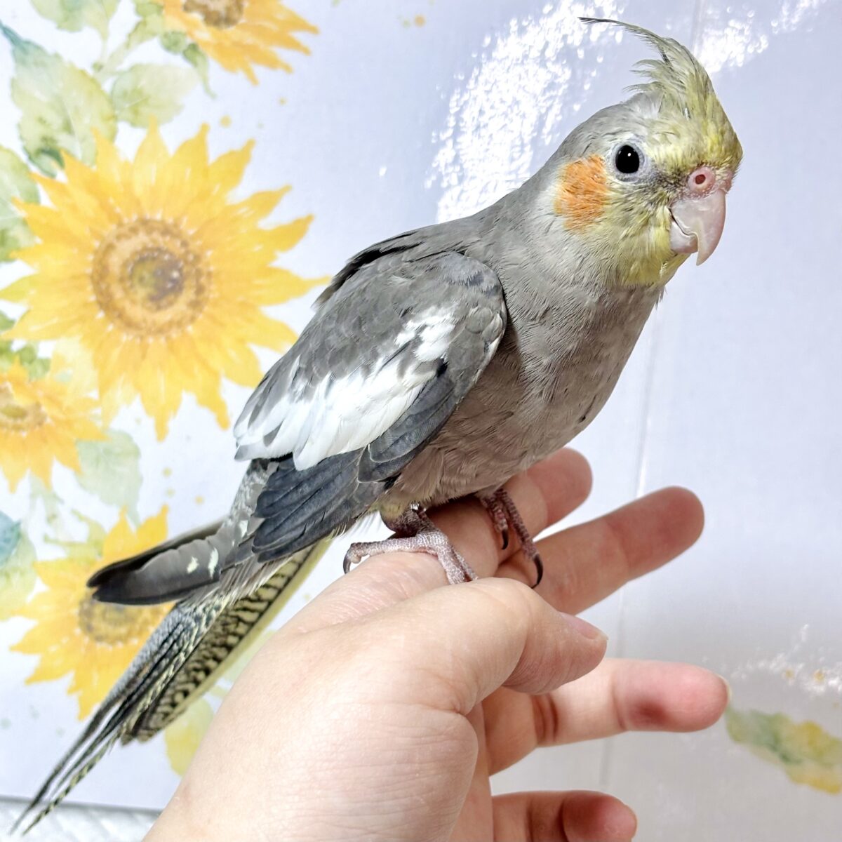 オカメインコ