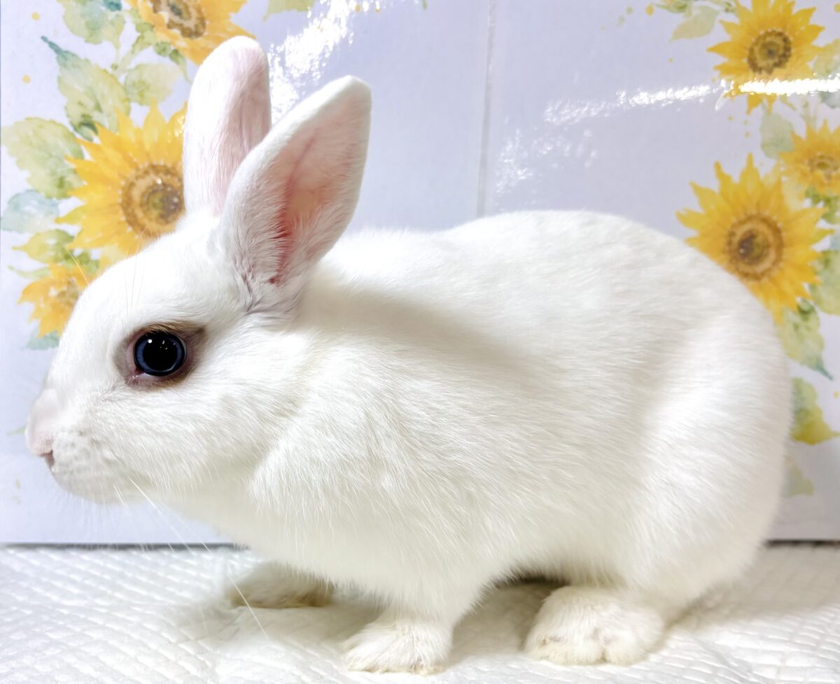 ドワーフホト