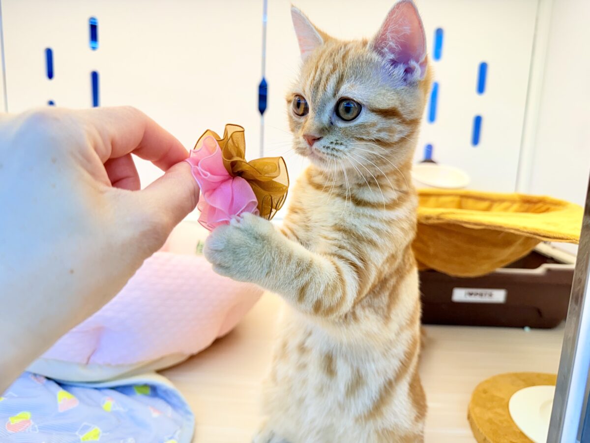 アメリカンショートヘア