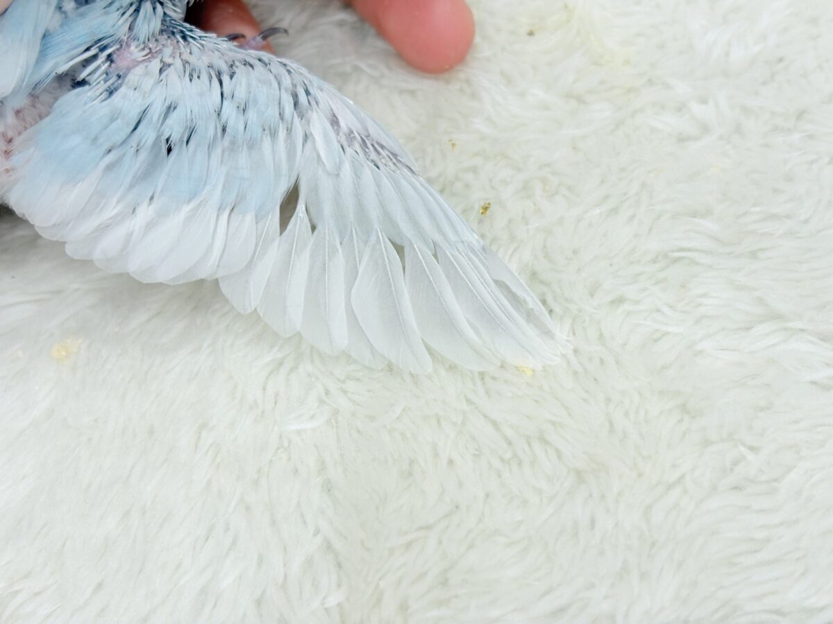 マメルリハ
