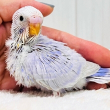 まぼろし~💖激レア！濃い！ライラックカラーのセキセイインコ🌟