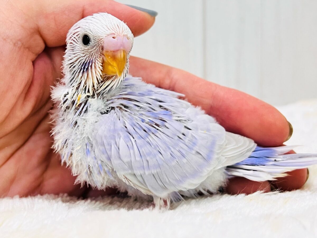 まぼろし~💖激レア！濃い！ライラックカラーのセキセイインコ🌟