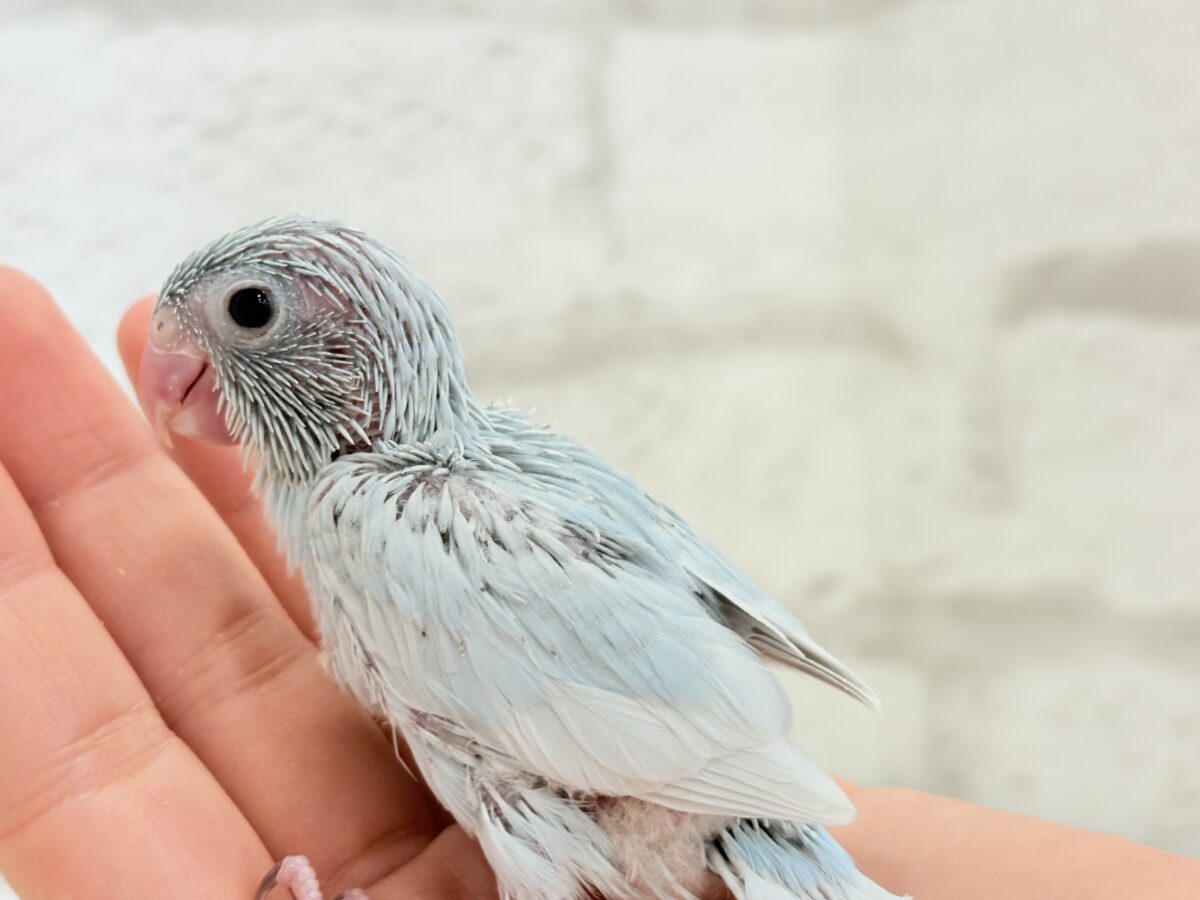 マメルリハ
