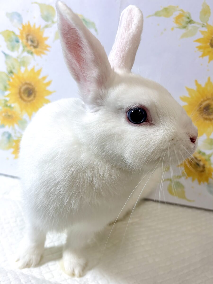 ドワーフホト