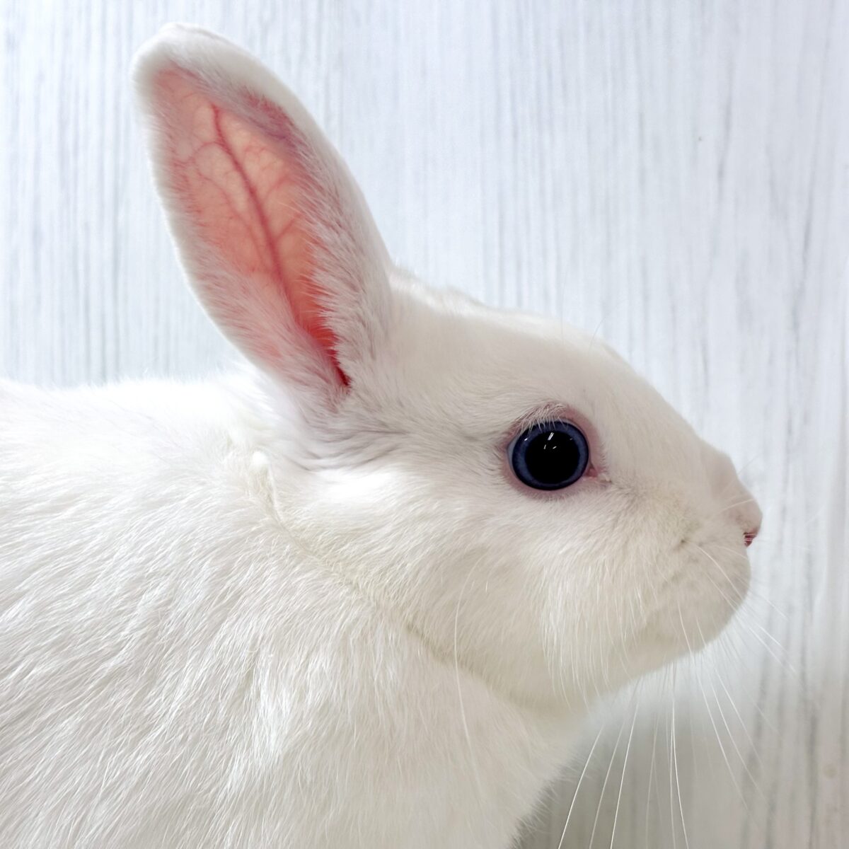 ドワーフホト