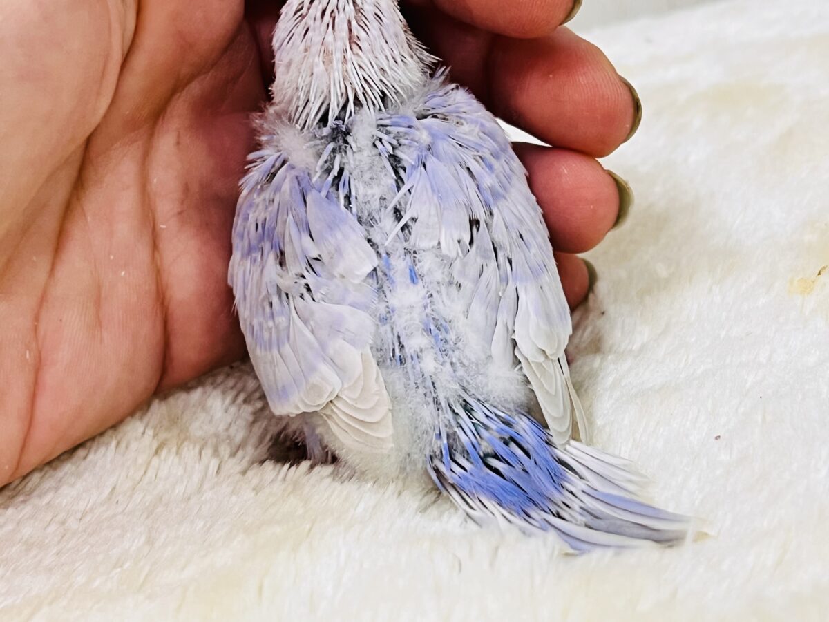 セキセイインコ