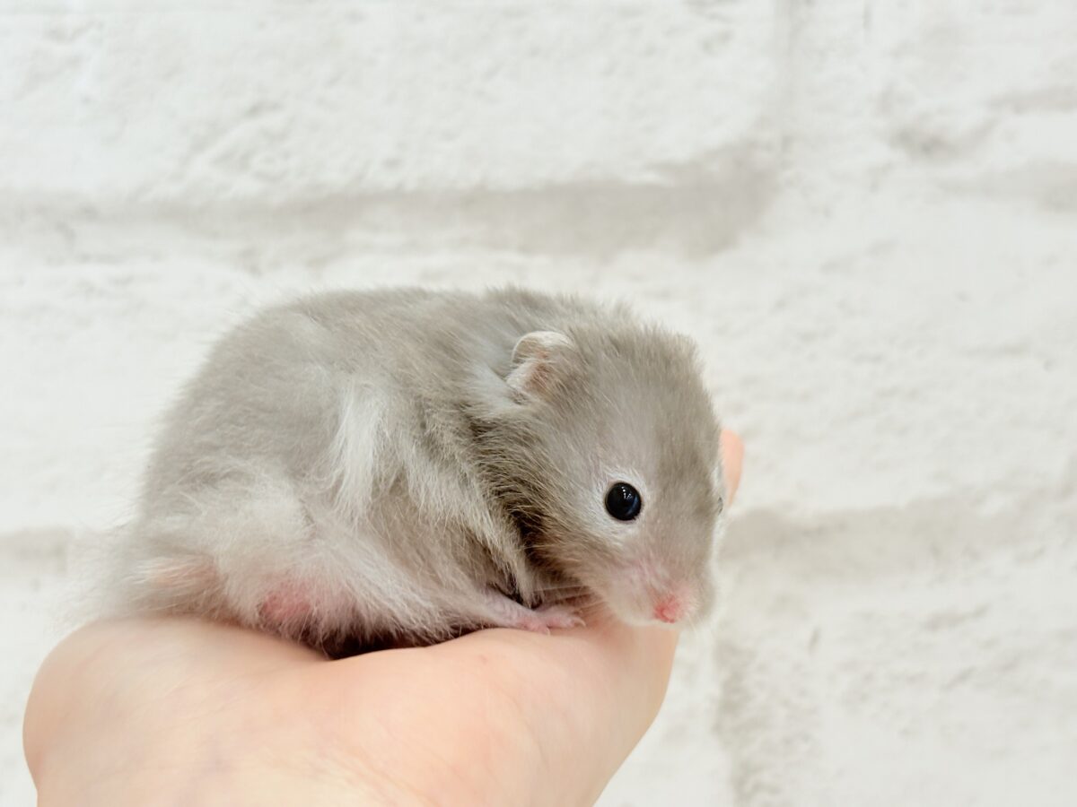 まるで双子🐹動きがシンクロしちゃう🪅💖セーブルハムスター(男の子) ゴールデンハムスター
