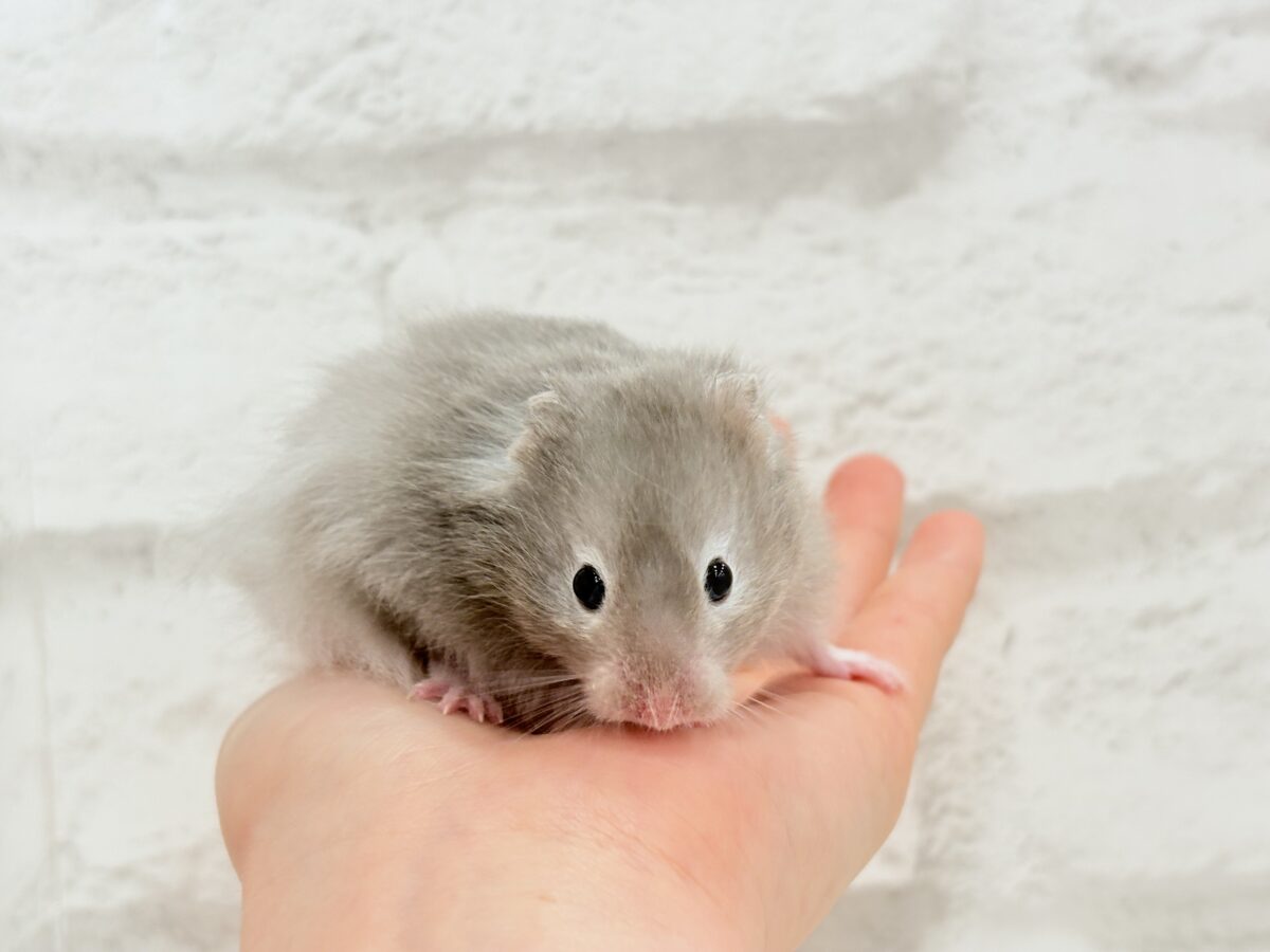 ゴールデンハムスター