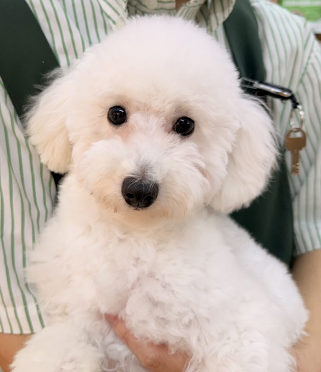 最新📷真っ白なプードルがきましたよ☺️