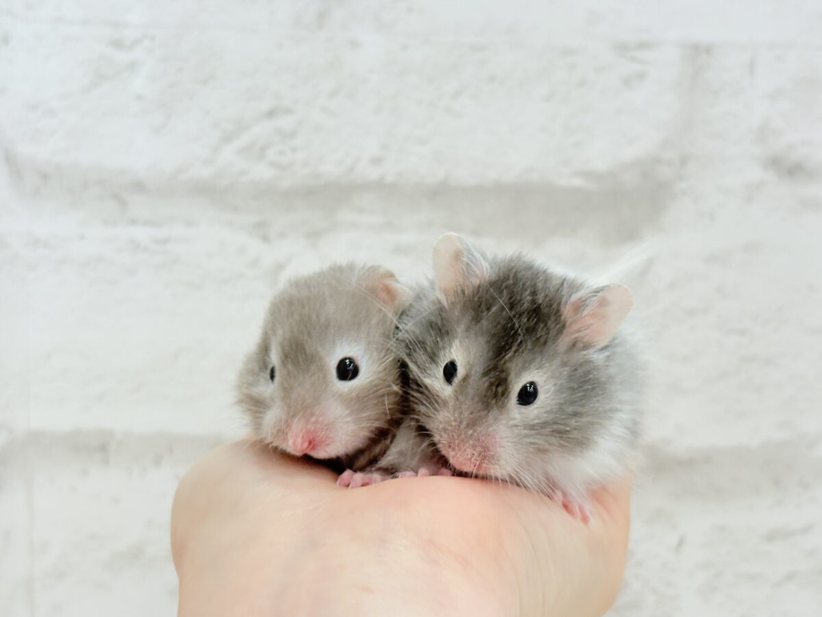 まるで双子🐹動きがシンクロしちゃう🪅💖セーブルハムスター(男の子) ゴールデンハムスター