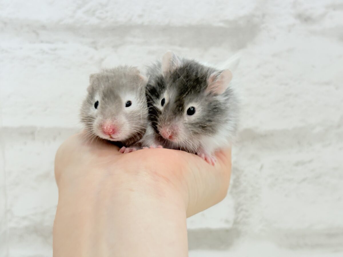 まるで双子🐹動きがシンクロしちゃう🪅💖セーブルハムスター(男の子) ゴールデンハムスター