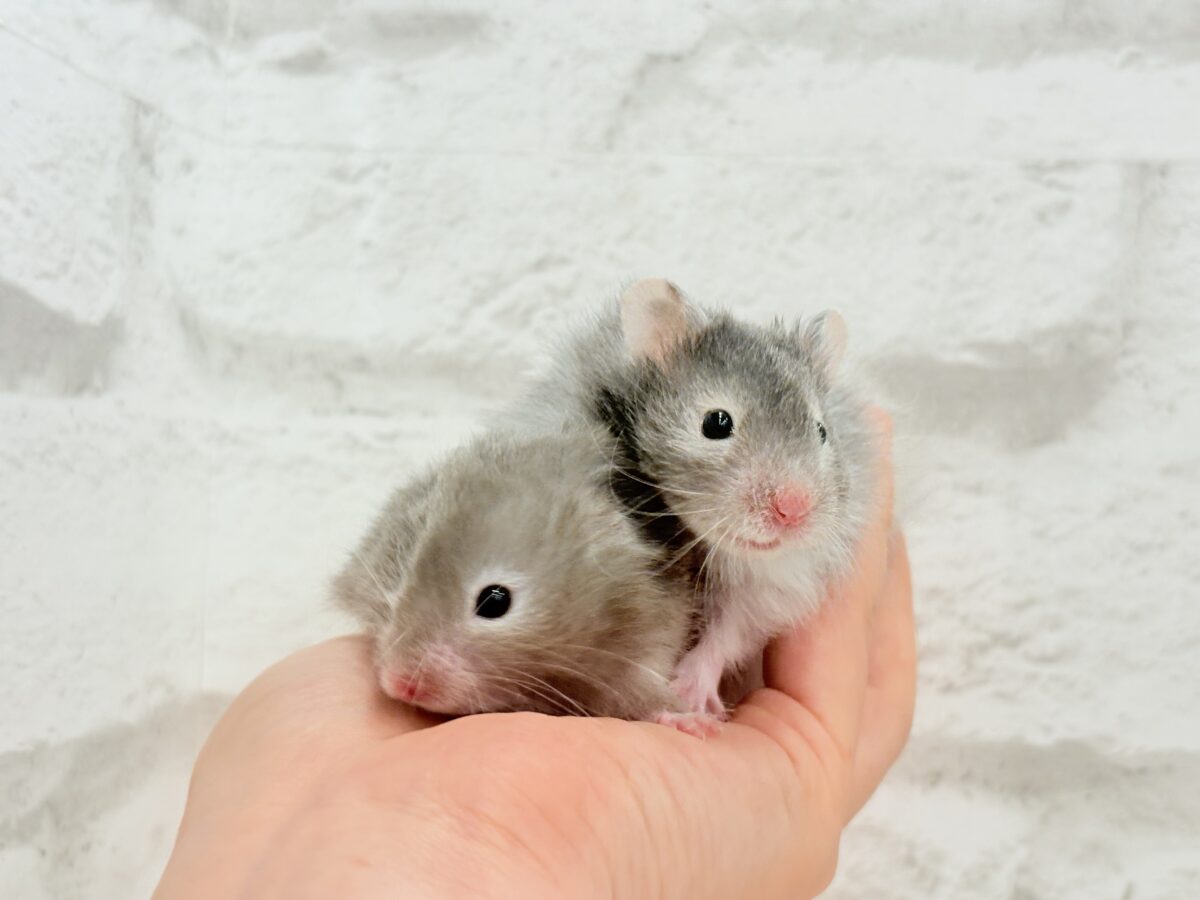 まるで双子🐹動きがシンクロしちゃう🪅💖セーブルハムスター(男の子)