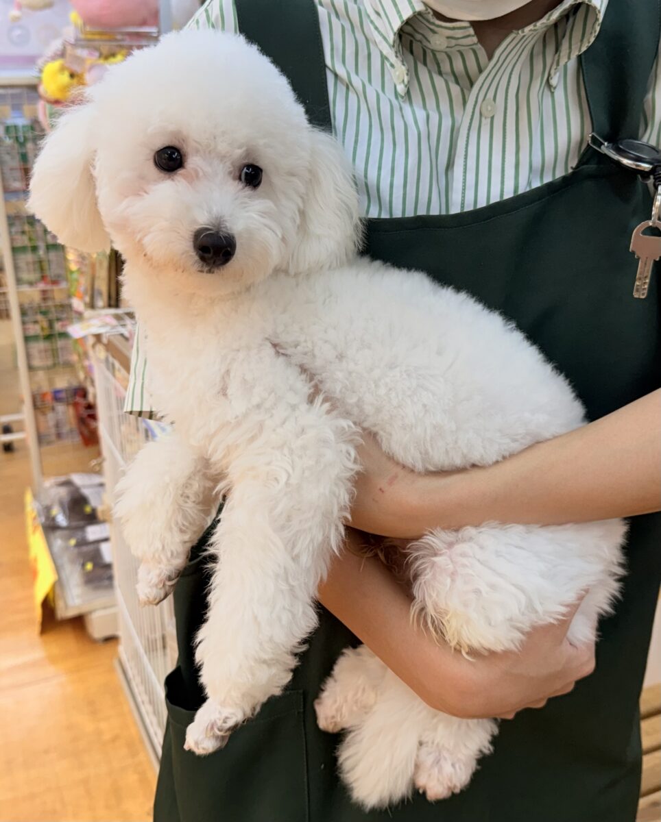 トイプードル