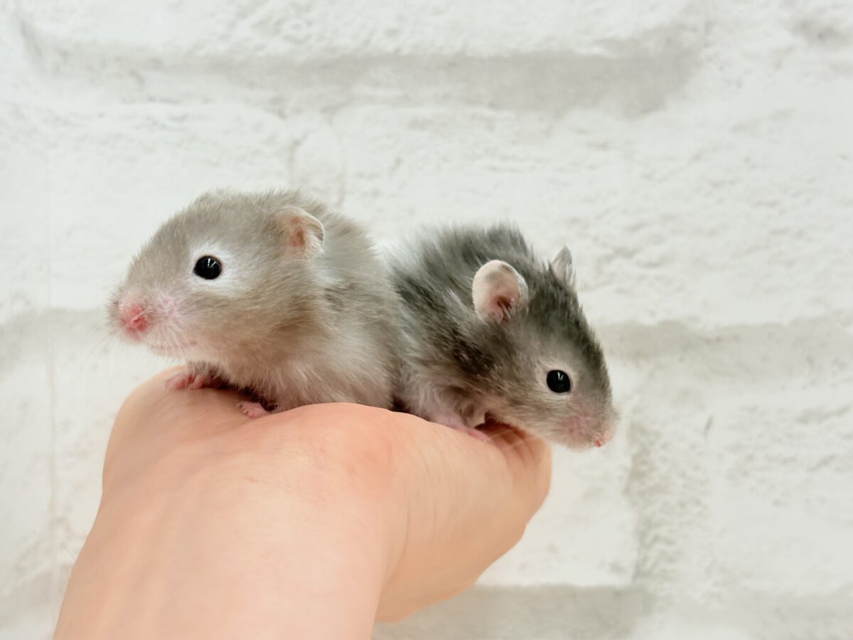 ゴールデンハムスター