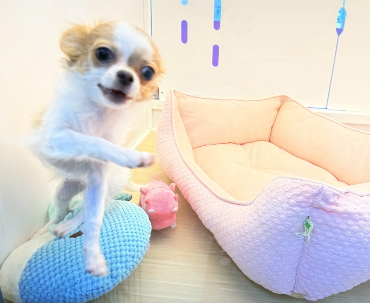 チワワ