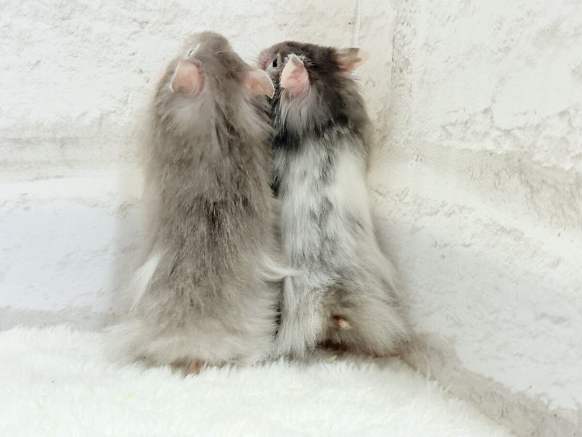 まるで双子🐹動きがシンクロしちゃう🪅💖セーブルハムスター(男の子) ゴールデンハムスター