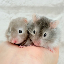 まるで双子🐹動きがシンクロしちゃう🪅💖セーブルハムスター(男の子)