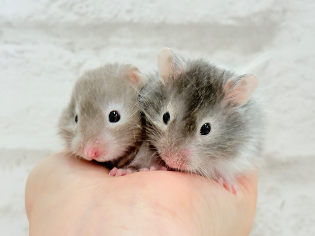 まるで双子🐹動きがシンクロしちゃう🪅💖セーブルハムスター(男の子) まるで双子🐹動きがシンクロしちゃう🪅💖セーブルハムスター(男の子)