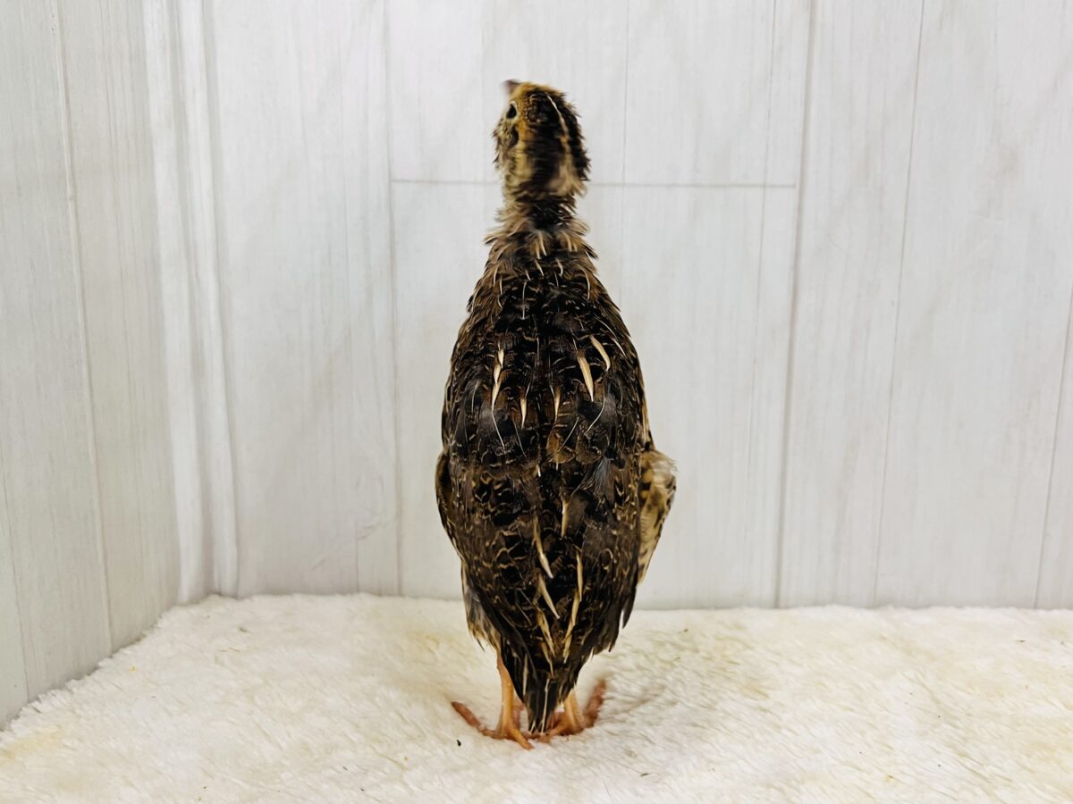 並ウズラ