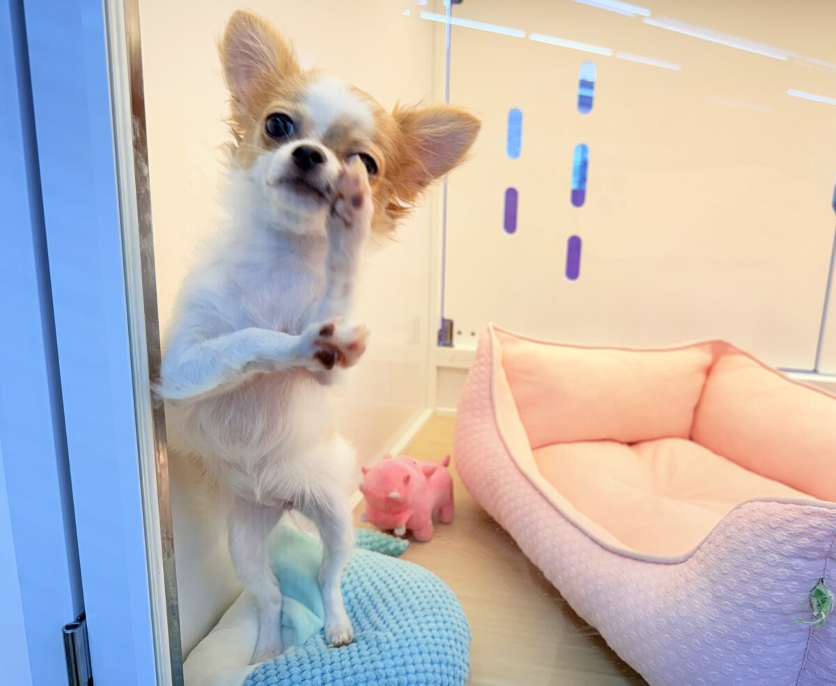 チワワ