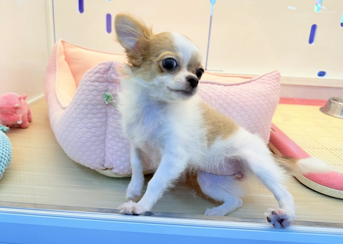 チワワ
