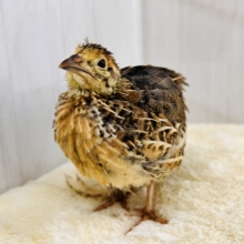 1羽のみ✨️えーっと寝方どうにかなりません？？🤔ウズラのヒヨコ🐣‪入荷しました❤️